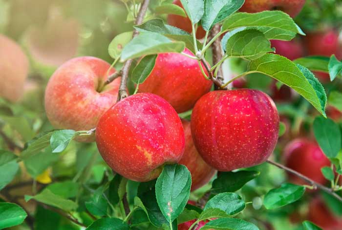Apple groves sunshine at Tokyo , Japan